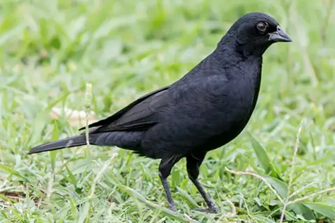 Screaming Cowbird