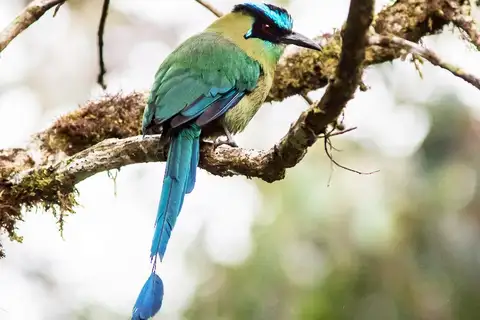 Andean Motmot