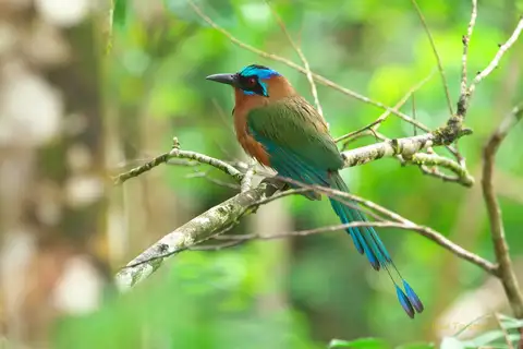 Trinidad Motmot