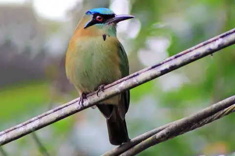 Blue-capped Motmot