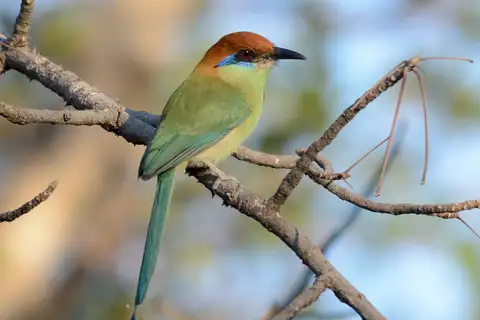 Russet-crowned Motmot