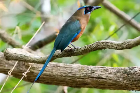 Whooping Motmot