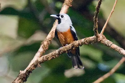 Black-winged Monarch