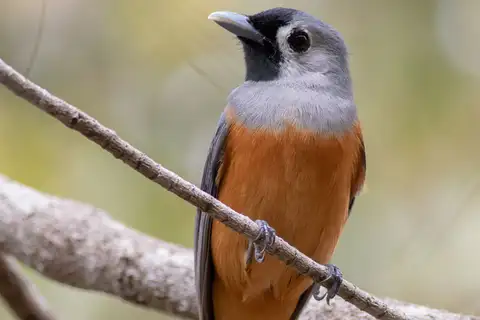 Black-faced Monarch