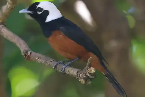 White-capped Monarch