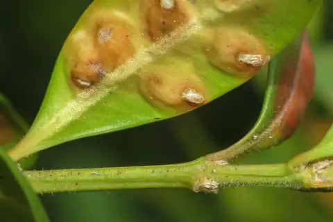 Boxwood Gall Midge