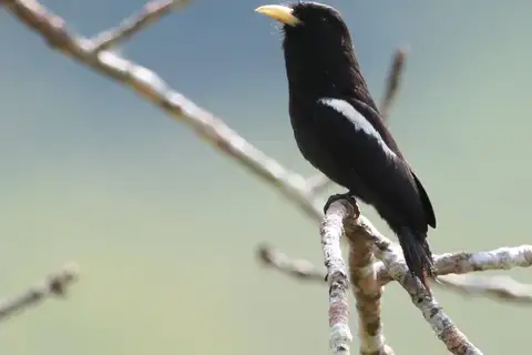 Yellow-billed Nunbird