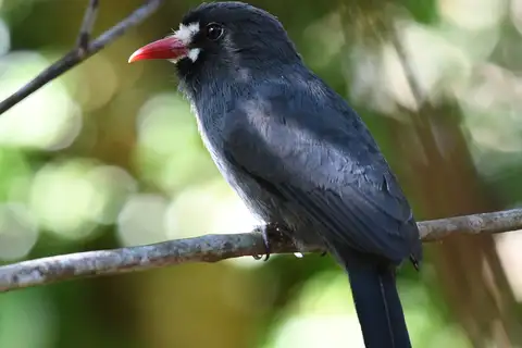 White-fronted Nunbird
