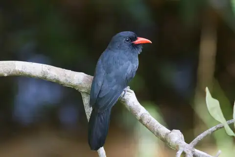 Black-fronted Nunbird