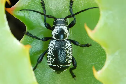 Moneilema albopictum
