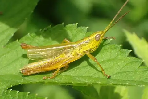 Mongolotettix japonicus