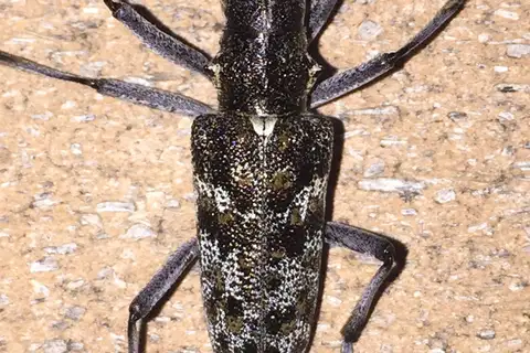 Spotted Pine Sawyer