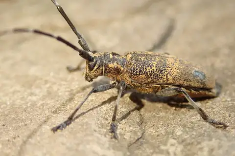 Black Pine Sawyer Beetle