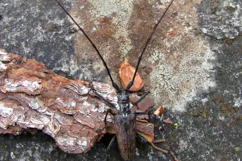 Northeastern Pine Sawyer