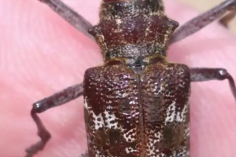 Monochamus obtusus