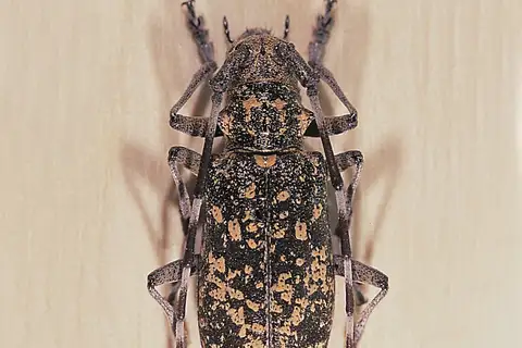 Monochamus saltuarius