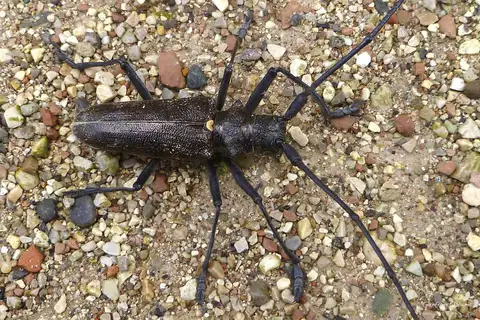 Carpenter Sawyer Beetle