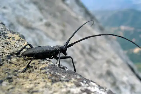 White-spotted Sawyer