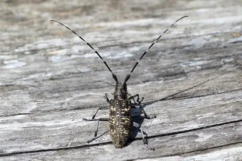 Pine Sawyer Beetle