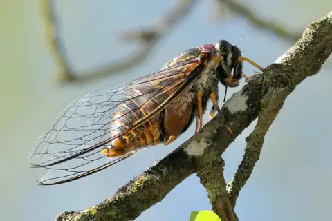 Large Widehead Cicada