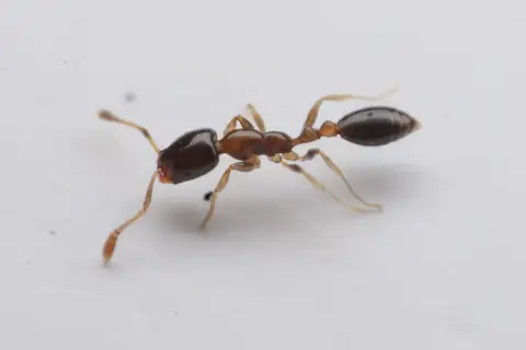 Flower Ant