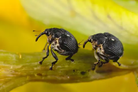Iris weevil