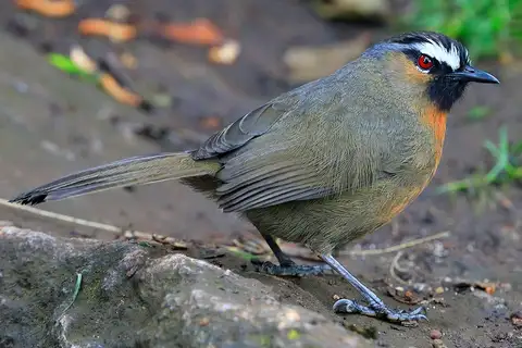 Nilgiri Laughingthrush