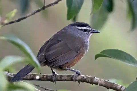 Palani Laughingthrush