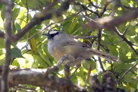 Banasura Laughingthrush