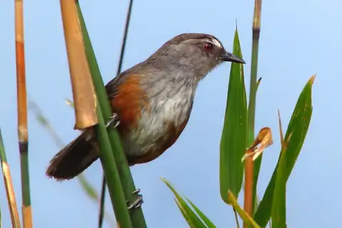 Ashambu Laughingthrush