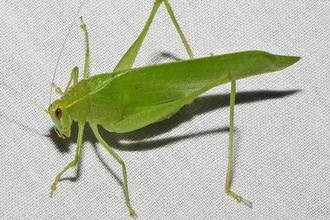 Modest Katydid
