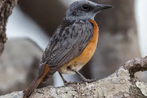 Miombo Rock Thrush