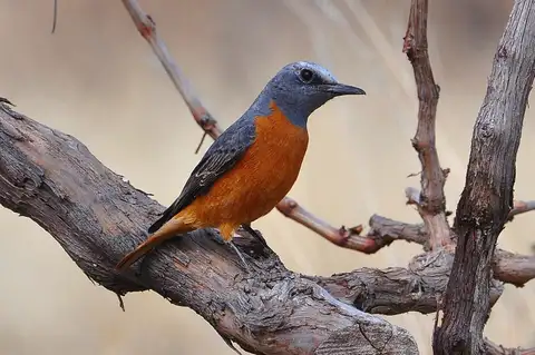 Short-toed Rock Thrush