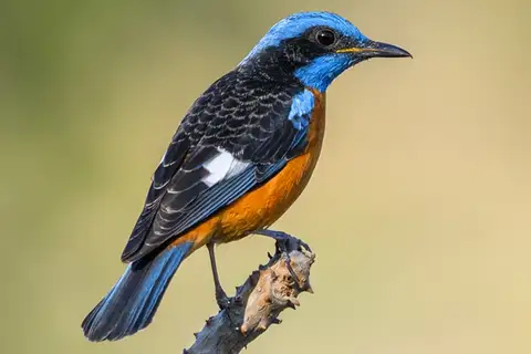 Blue-capped Rock Thrush