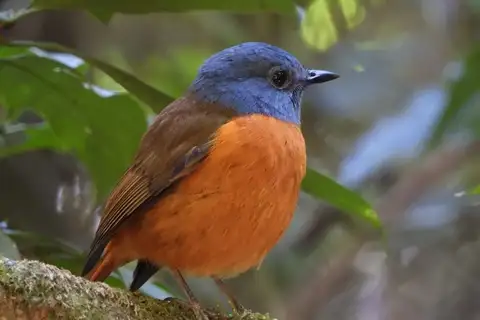 Amber Mountain Rock Thrush
