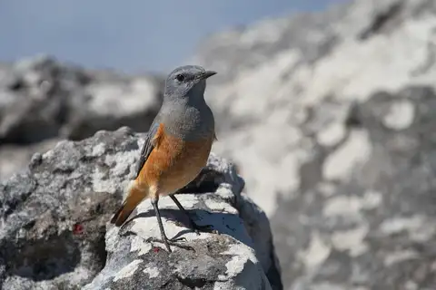 Sentinel Rock Thrush