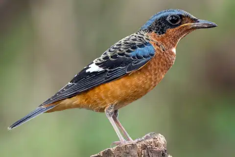 White-throated Rock Thrush