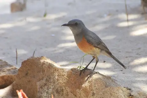 Littoral Rock Thrush