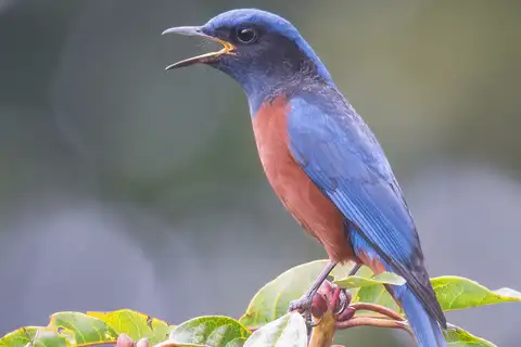 Chestnut-bellied Rock Thrush