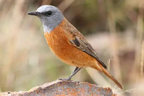 Cape Rock Thrush