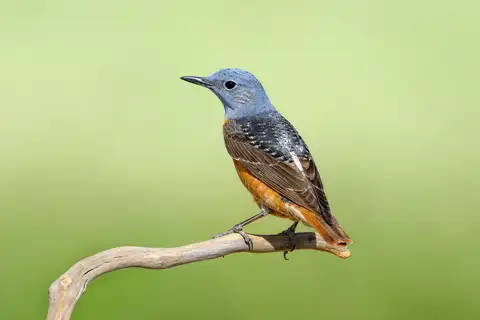 Common Rock Thrush