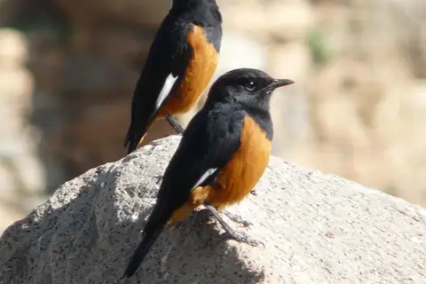 White-winged Cliff Chat