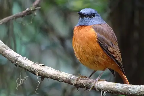 Forest Rock Thrush