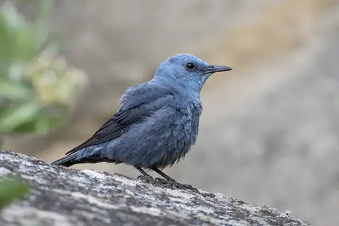 Blue Rock Thrush