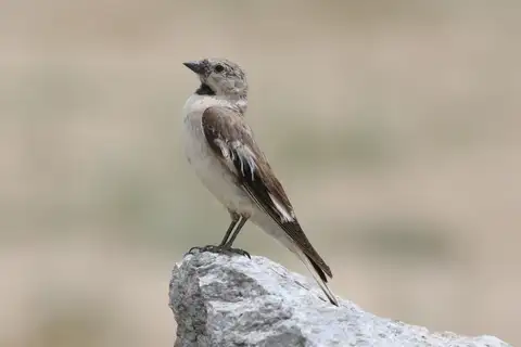Black-winged Snowfinch