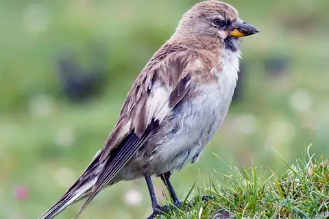 Tibetan Snowfinch