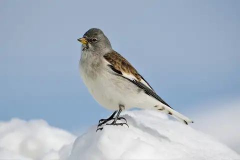 White-winged Snowfinch