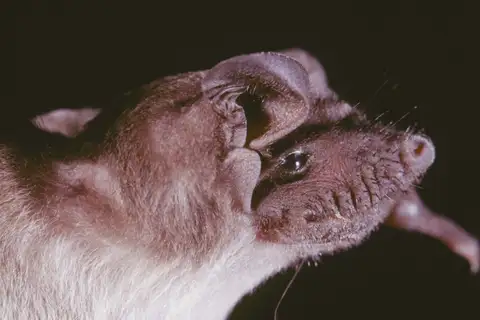 Angolan Free-tailed Bat