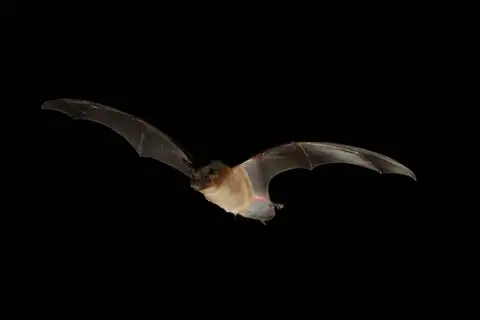 Northern Free-tailed Bat