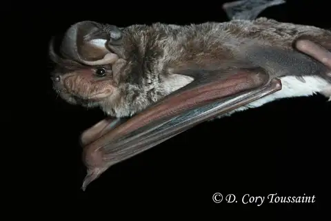 Midas Free-tailed Bat